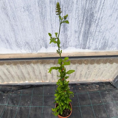 Pianta Plumbago - Piante rampicanti