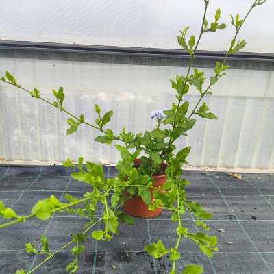 Pianta Plumbago - Piante rampicanti