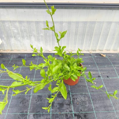 Pianta Plumbago - Piante rampicanti