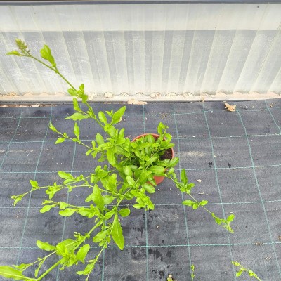 Pianta Plumbago - Piante rampicanti