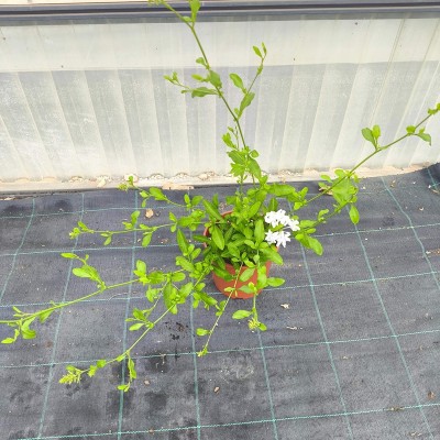 Pianta Plumbago - Piante rampicanti