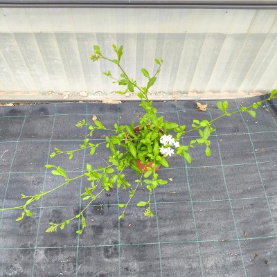 Pianta Plumbago - Piante rampicanti