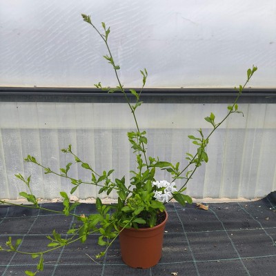 Pianta Plumbago - Piante rampicanti
