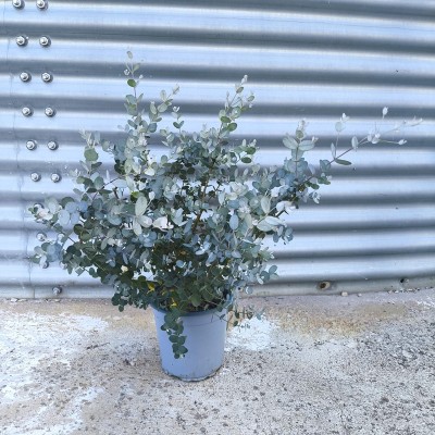 eucalyptus