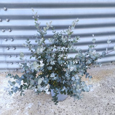 eucalyptus gunnii
