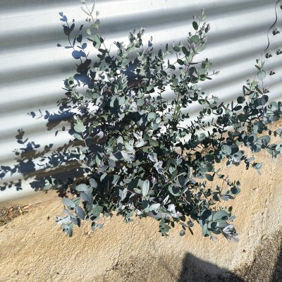 eucalyptus