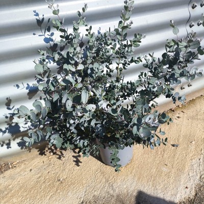 eucalipto piante