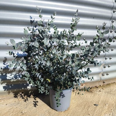 eucalipto gunnii