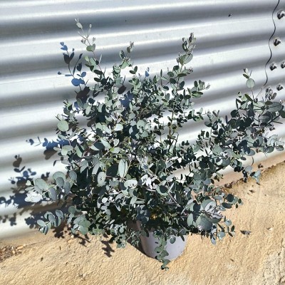 eucalyptus gunnii
