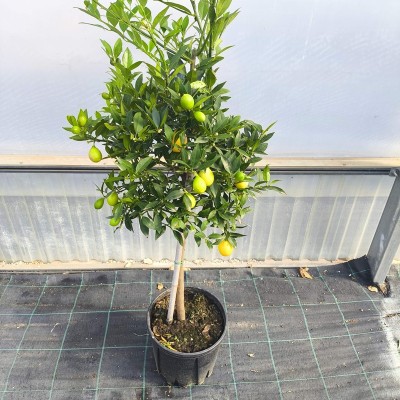 Pianta Limequat -  Alberi di Agrumi