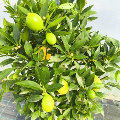 Pianta Limequat -  Alberi di Agrumi