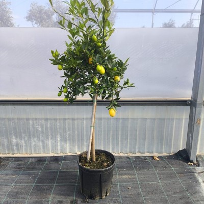 kumquat