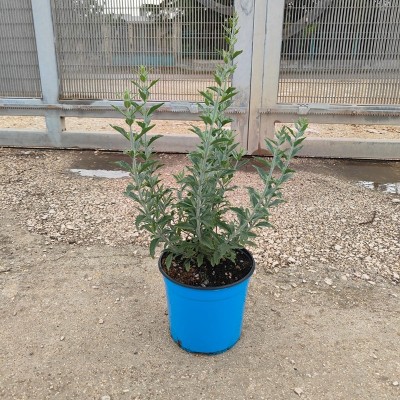 perovskia plant
