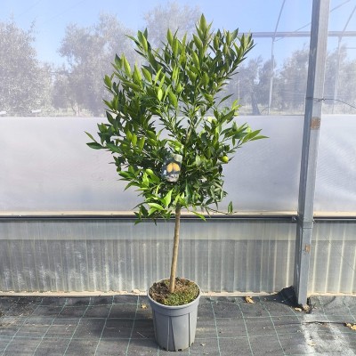 Pianta Limequat -  Alberi di Agrumi