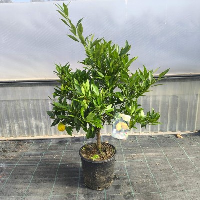 Pianta Limequat -  Alberi di Agrumi