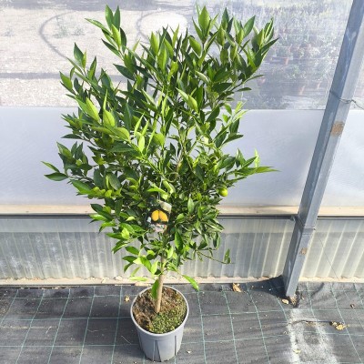 Pianta Limequat -  Alberi di Agrumi