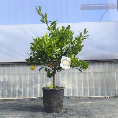 Pianta Limequat -  Alberi di Agrumi