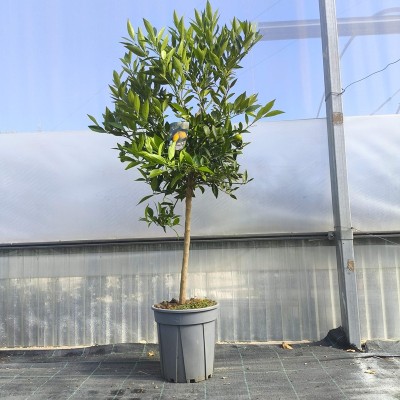 Pianta Limequat -  Alberi di Agrumi