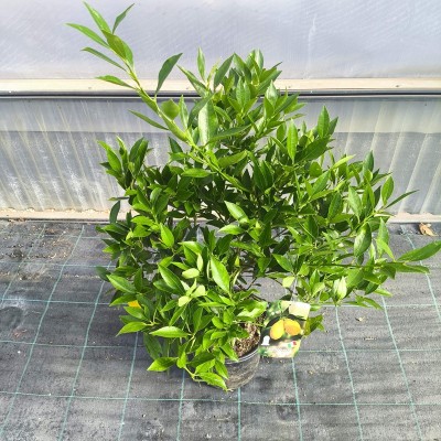 Pianta Limequat -  Alberi di Agrumi