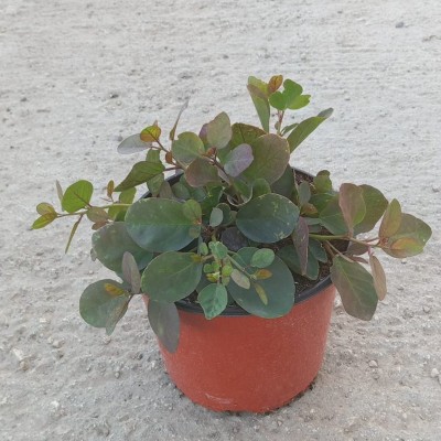 cappero pianta