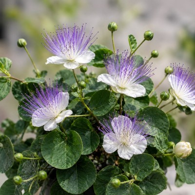 pianta del cappero