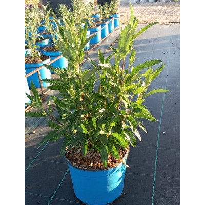 Pianta Caryopteris - Cespugli fioriti