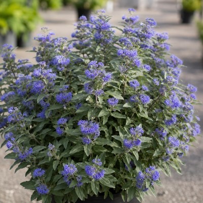 caryopteris