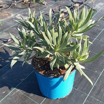 Pianta Echium Fastuosum - Cespugli fioriti
