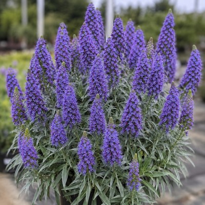 Echium Fastuosum - Echium cadicans