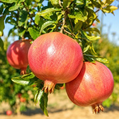 melograno albero in fiore