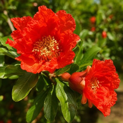 Albero Melograno Acco in vaso - Alberi da frutto