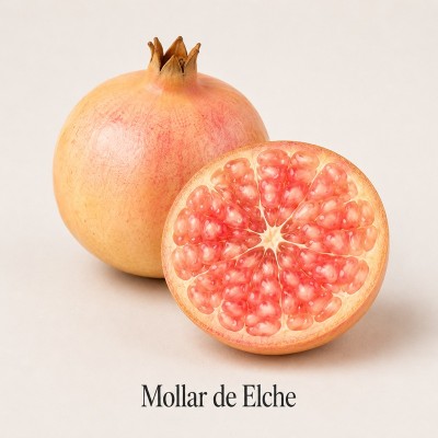 Albero Melograno Mollar Elche in vaso - Alberi da frutto