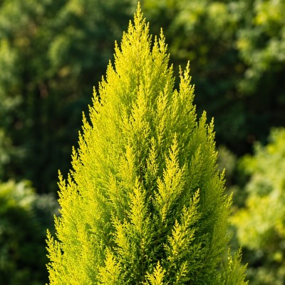 Pianta Cipresso Goldcrest - Siepi da giardino