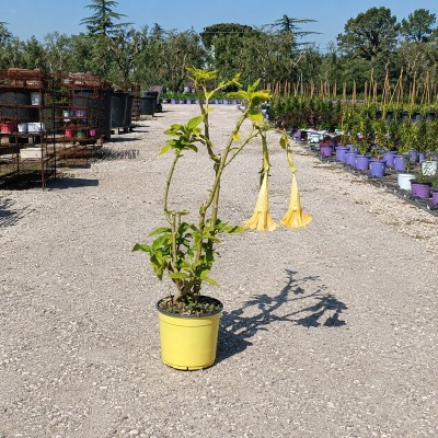 Pianta Datura Arborea - Cespugli fioriti