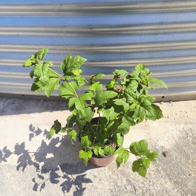 Pianta Viburno Opulus - Siepi da giardino