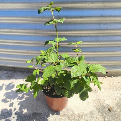 Pianta Viburno Opulus - Siepi da giardino