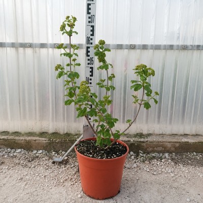 viburnum palla di neve