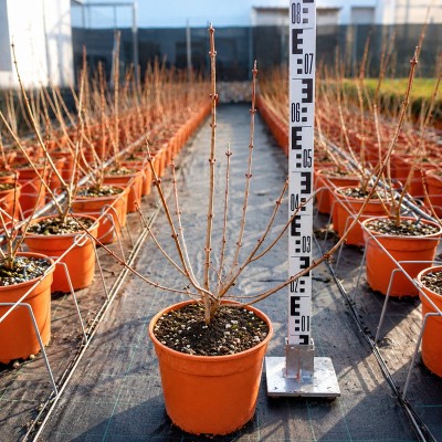 viburnum opulus