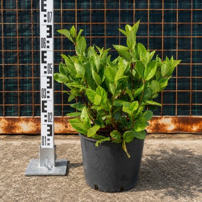 Pianta Viburno Fragrans - Siepi da giardino