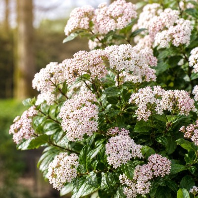 Pianta Viburno Fragrans - Siepi da giardino