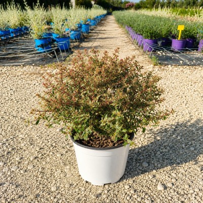 Pianta Abelia Confetti - Cespugli Fioriti