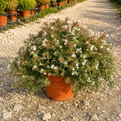 Pianta Abelia Confetti - Cespugli Fioriti