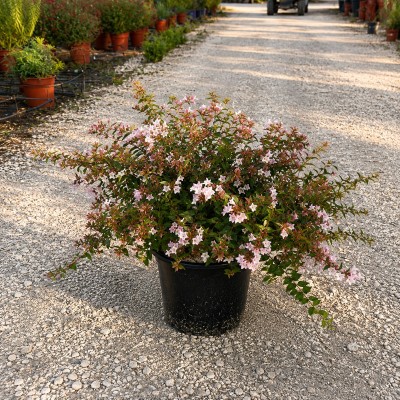 abelia pianta