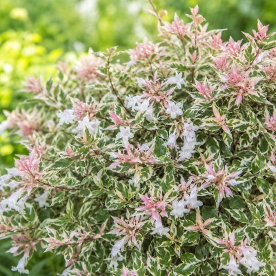 abelia