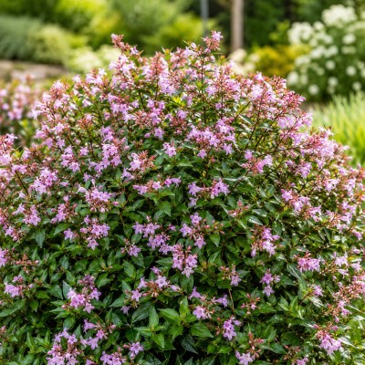 abelia pianta