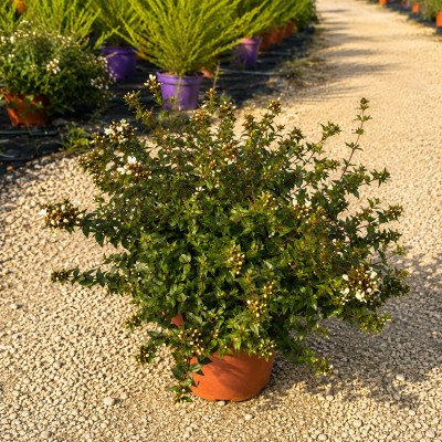 Pianta Abelia Grandiflora - Cespugli fioriti