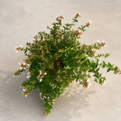 abelia