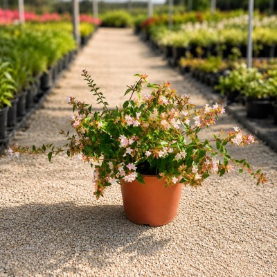 abelia
