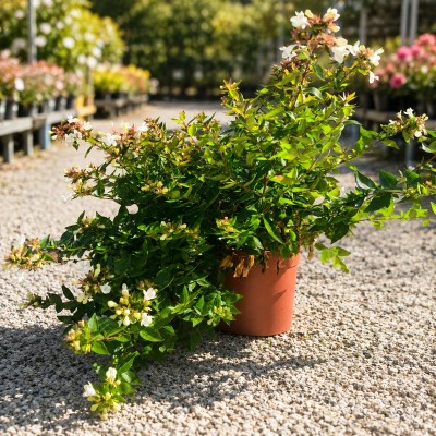 Pianta Abelia Grandiflora - Cespugli fioriti