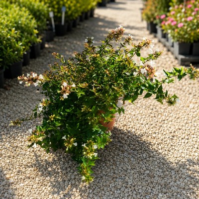 Pianta Abelia Grandiflora - Cespugli fioriti